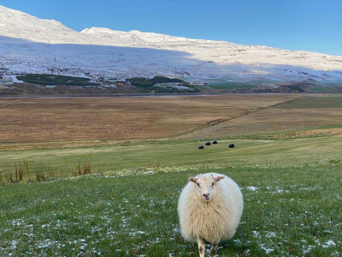 Lamb öngulsstadir 2*